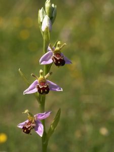 Orchids that look like animals
