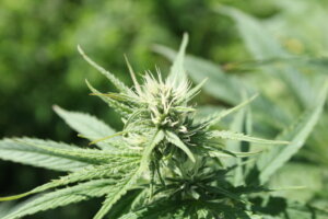 Marijuana aka weed aka cannabis