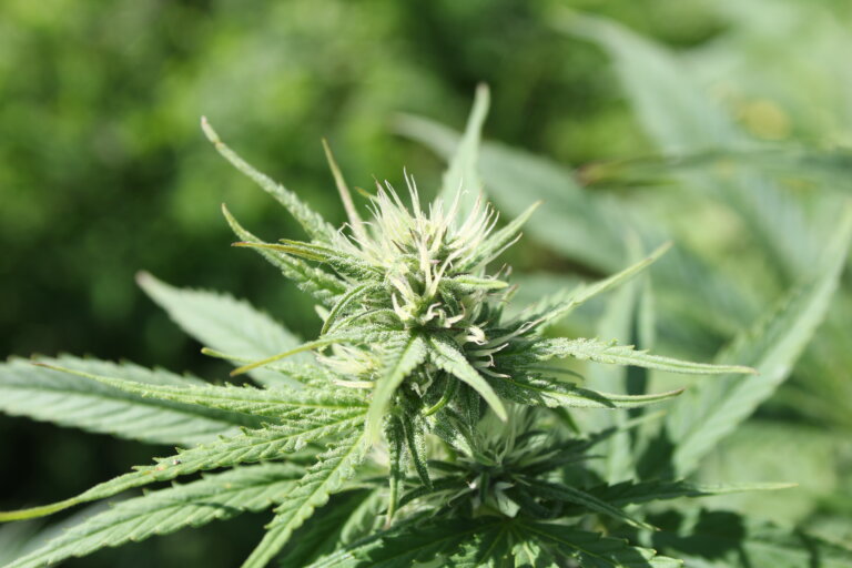 Marijuana aka weed aka cannabis