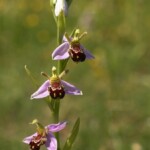 Orchids that look like animals