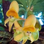 Smiling orchids